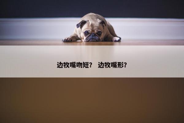 边牧嘴吻短？ 边牧嘴形？