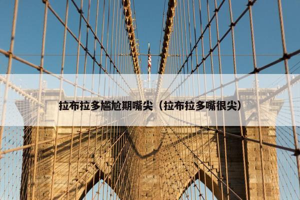 拉布拉多尴尬期嘴尖（拉布拉多嘴很尖）