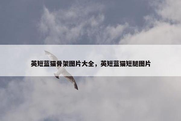 英短蓝猫骨架图片大全，英短蓝猫短腿图片