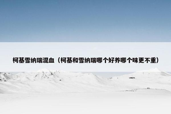 柯基雪纳瑞混血（柯基和雪纳瑞哪个好养哪个味更不重）