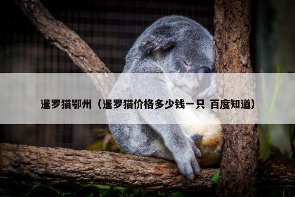 暹罗猫鄂州（暹罗猫价格多少钱一只 百度知道）