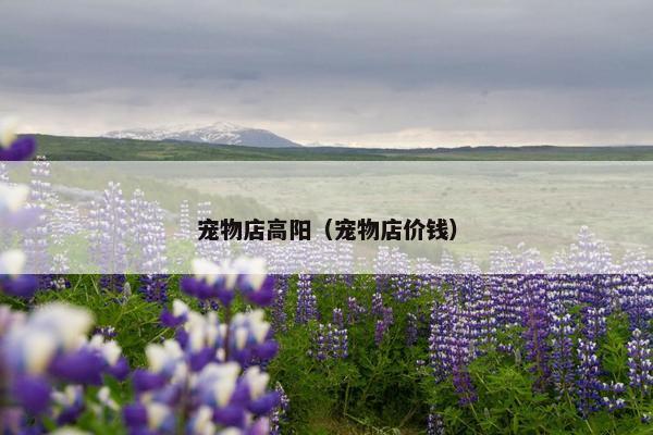 宠物店高阳（宠物店价钱）