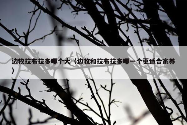 边牧拉布拉多哪个大（边牧和拉布拉多哪一个更适合家养）