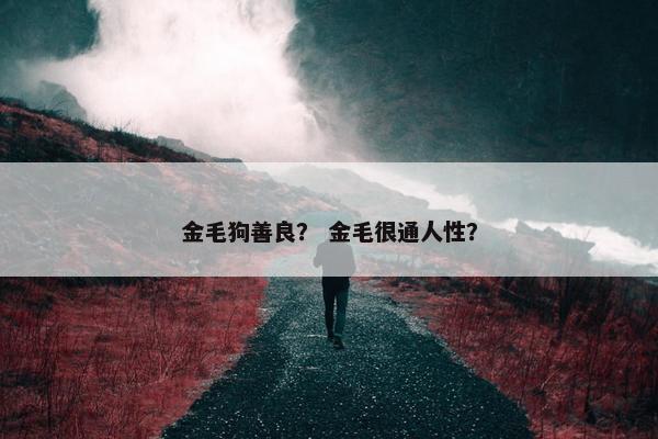 金毛狗善良？ 金毛很通人性？
