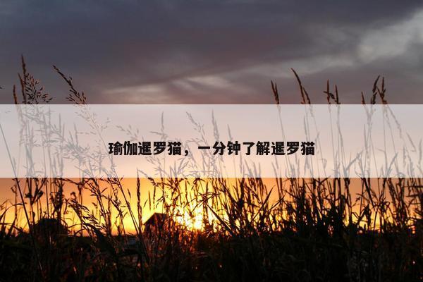 瑜伽暹罗猫，一分钟了解暹罗猫