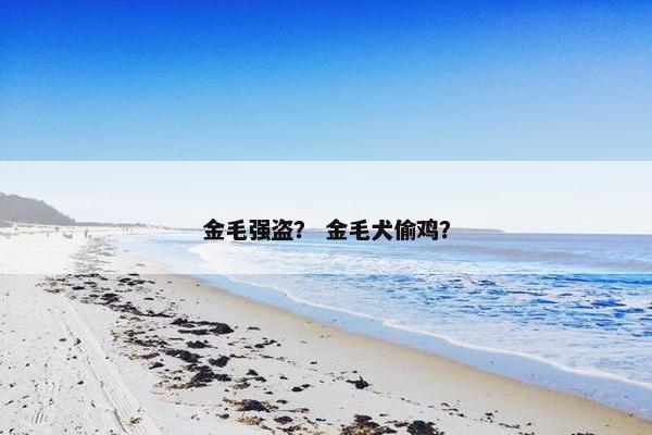 金毛强盗？ 金毛犬偷鸡？