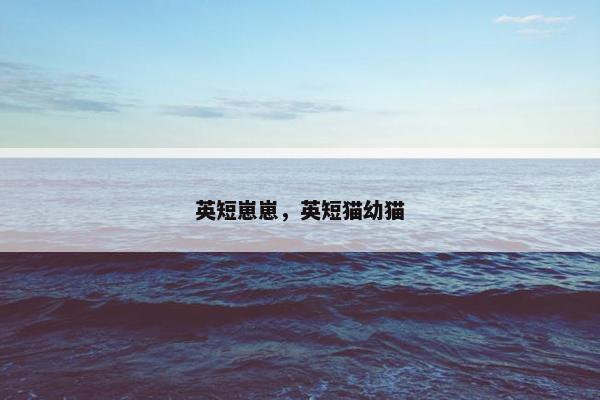 英短崽崽，英短猫幼猫