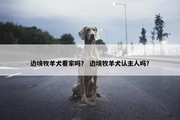 边境牧羊犬看家吗？ 边境牧羊犬认主人吗？