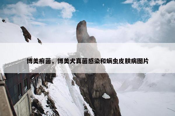 博美癣菌，博美犬真菌感染和螨虫皮肤病图片