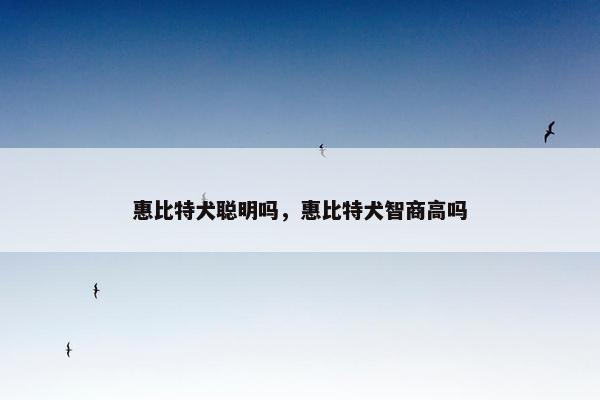 惠比特犬聪明吗，惠比特犬智商高吗