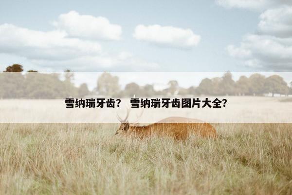 雪纳瑞牙齿？ 雪纳瑞牙齿图片大全？