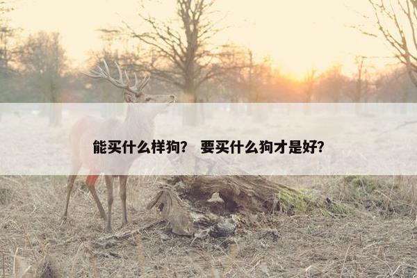 能买什么样狗？ 要买什么狗才是好？