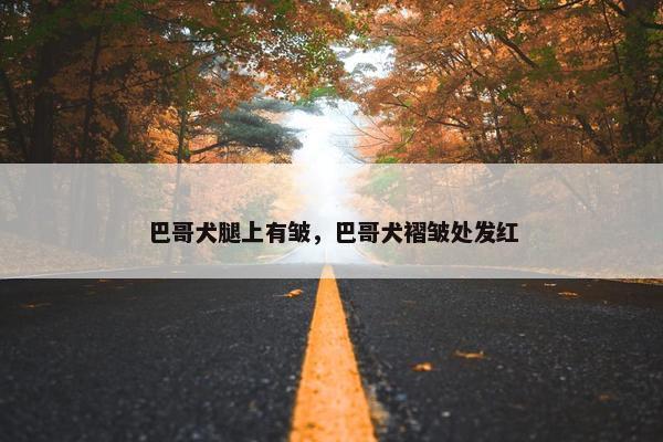 巴哥犬腿上有皱，巴哥犬褶皱处发红