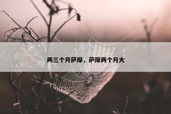 两三个月萨摩,萨摩两个月大 两三个月萨摩,萨摩两个月大