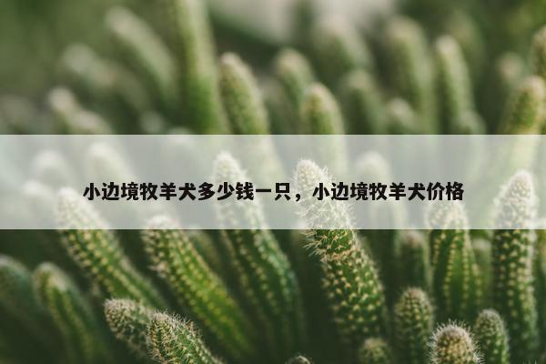 小边境牧羊犬多少钱一只，小边境牧羊犬价格