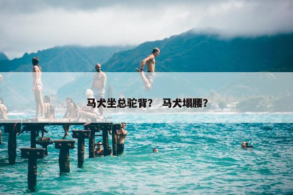 马犬坐总驼背？ 马犬塌腰？