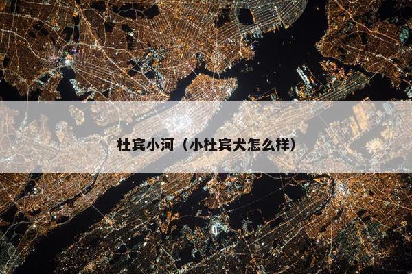 杜宾小河（小杜宾犬怎么样）