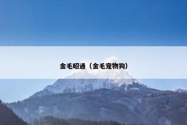 金毛昭通（金毛宠物狗）