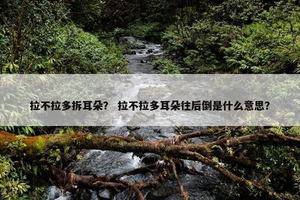 拉不拉多拆耳朵？ 拉不拉多耳朵往后倒是什么意思？