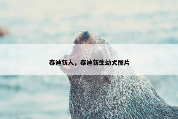 泰迪新人，泰迪新生幼犬图片