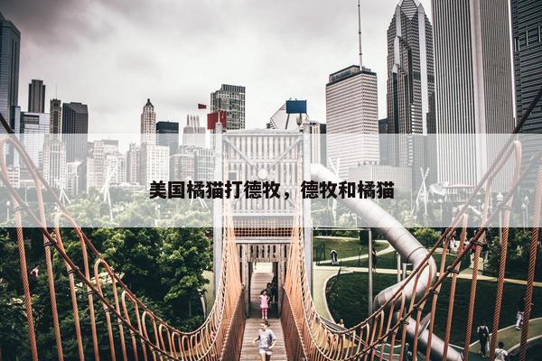 美国橘猫打德牧，德牧和橘猫