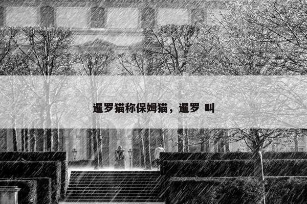 暹罗猫称保姆猫,暹罗 叫 暹罗猫称保姆猫,暹罗 叫