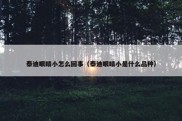 泰迪眼睛小怎么回事（泰迪眼睛小是什么品种）