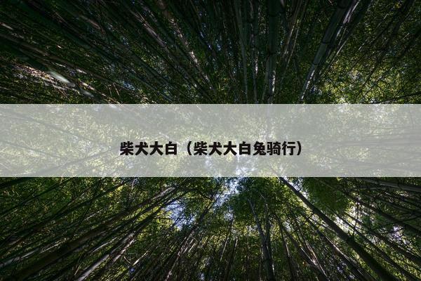 柴犬大白（柴犬大白兔骑行）