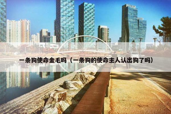 一条狗使命金毛吗（一条狗的使命主人认出狗了吗）