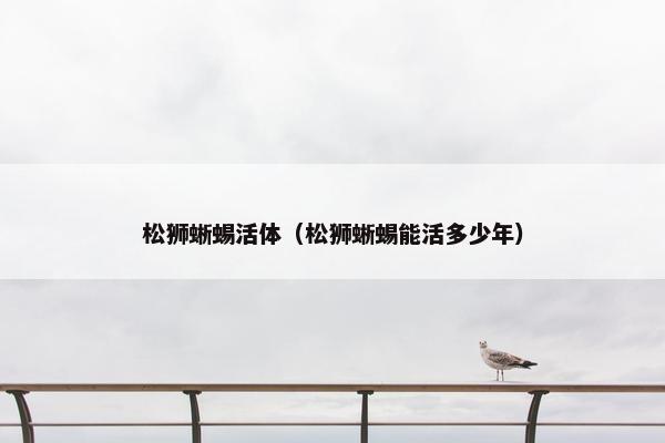 松狮蜥蜴活体（松狮蜥蜴能活多少年）