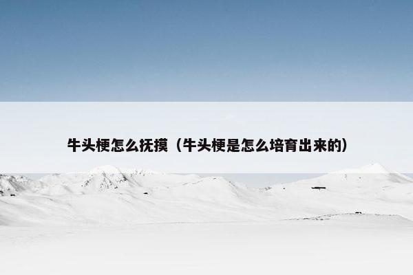 牛头梗怎么抚摸（牛头梗是怎么培育出来的）