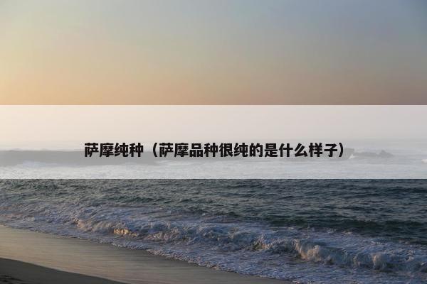 萨摩纯种（萨摩品种很纯的是什么样子）