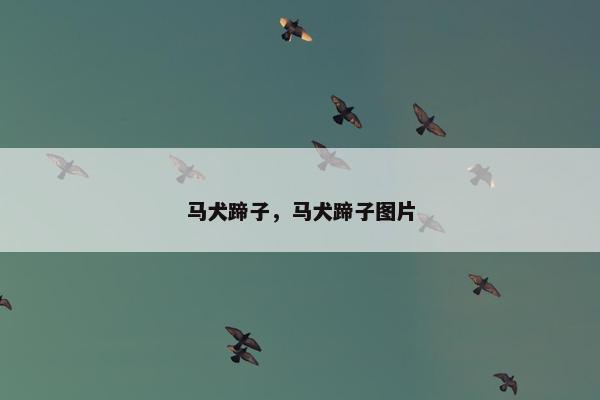 马犬蹄子，马犬蹄子图片