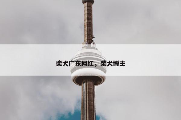 柴犬广东网红，柴犬博主