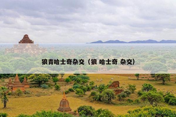 狼青哈士奇杂交（狼 哈士奇 杂交）