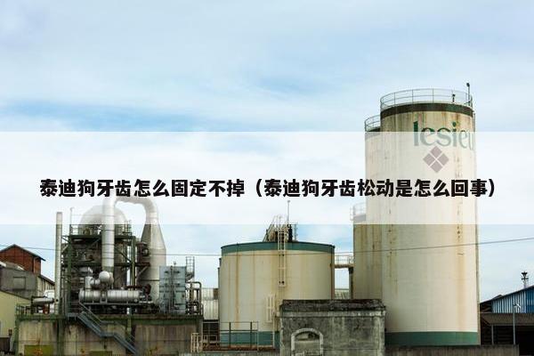 泰迪狗牙齿怎么固定不掉（泰迪狗牙齿松动是怎么回事）