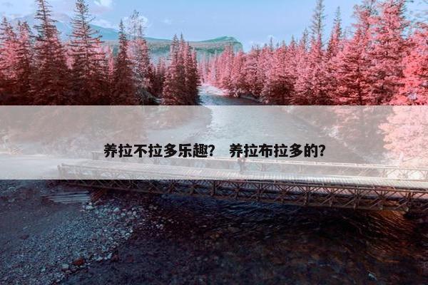 养拉不拉多乐趣？ 养拉布拉多的？