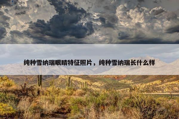 纯种雪纳瑞眼睛特征照片，纯种雪纳瑞长什么样