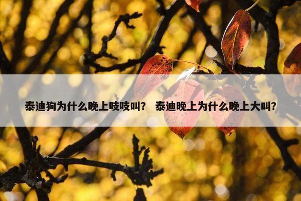 泰迪狗为什么晚上吱吱叫？ 泰迪晚上为什么晚上大叫？