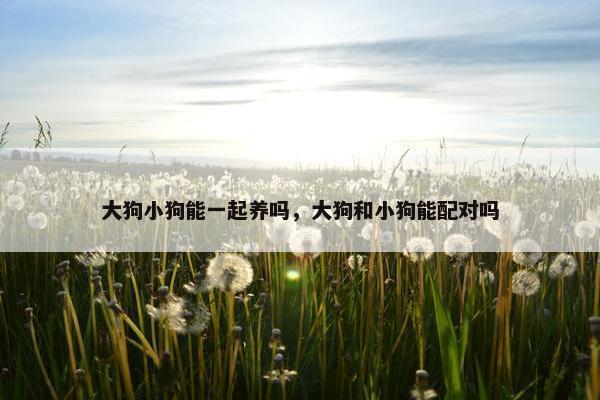 大狗小狗能一起养吗，大狗和小狗能配对吗