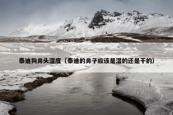 泰迪狗鼻头湿度（泰迪的鼻子应该是湿的还是干的）