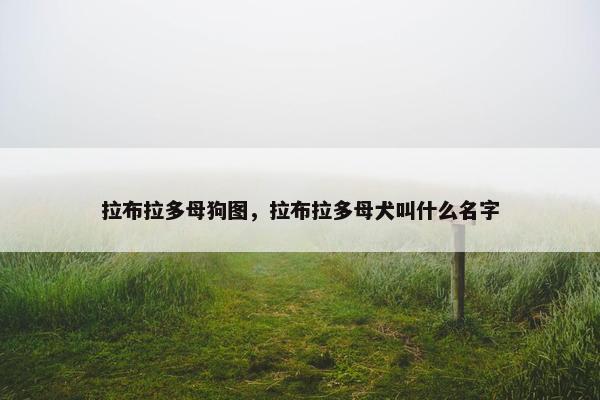 拉布拉多母狗图，拉布拉多母犬叫什么名字