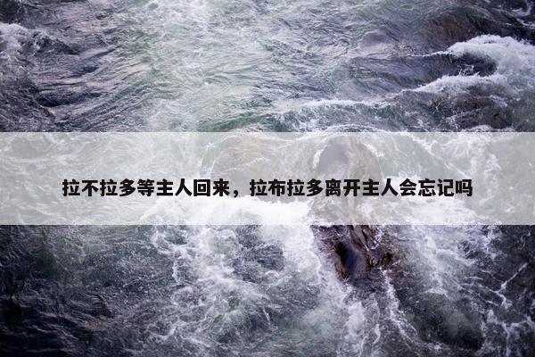 拉不拉多等主人回来，拉布拉多离开主人会忘记吗
