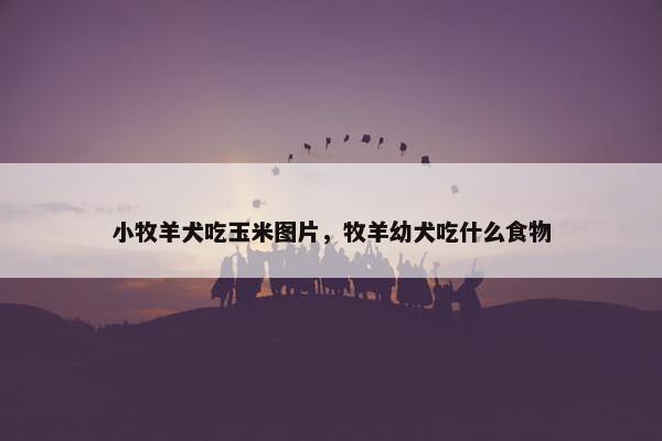 小牧羊犬吃玉米图片，牧羊幼犬吃什么食物