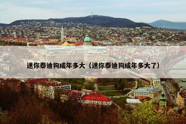 迷你泰迪狗成年多大（迷你泰迪狗成年多大了）