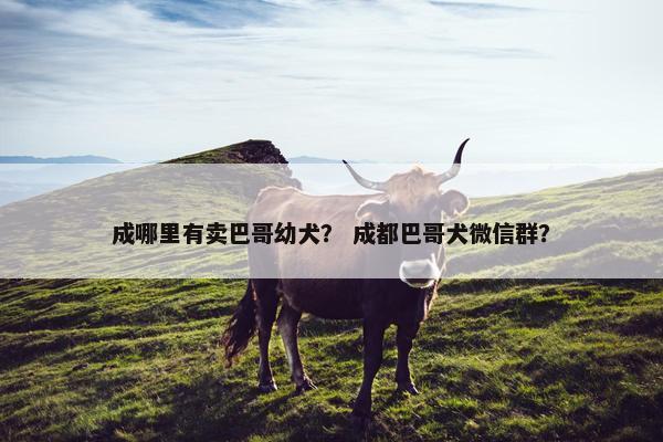 成哪里有卖巴哥幼犬？ 成都巴哥犬微信群？