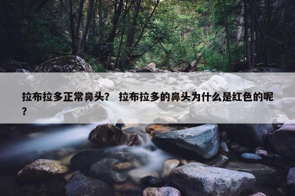 拉布拉多正常鼻头？ 拉布拉多的鼻头为什么是红色的呢？