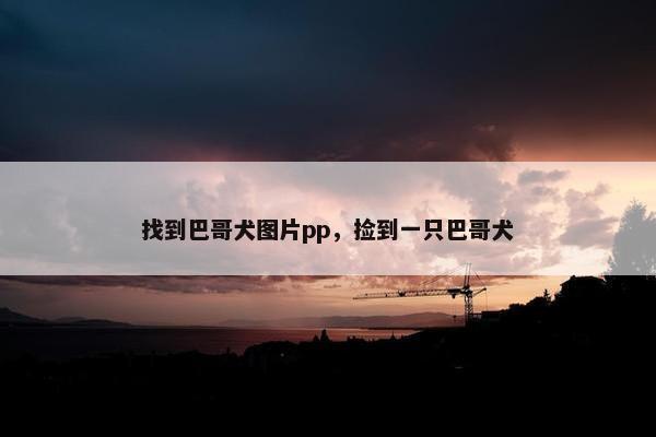 找到巴哥犬图片pp，捡到一只巴哥犬