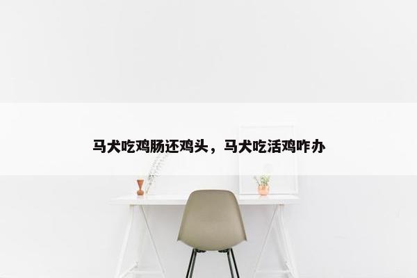 马犬吃鸡肠还鸡头，马犬吃活鸡咋办