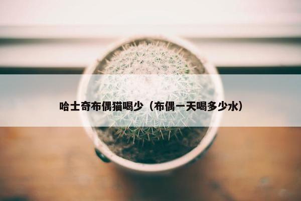 哈士奇布偶猫喝少（布偶一天喝多少水）
